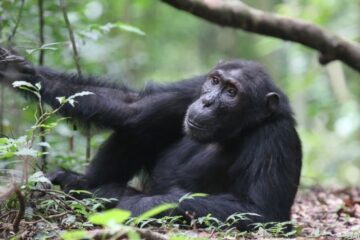 Chimp in jungle